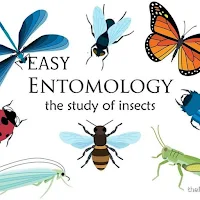 Easy Entomology