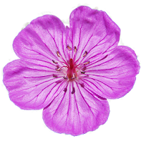 Flora of the Wasatch