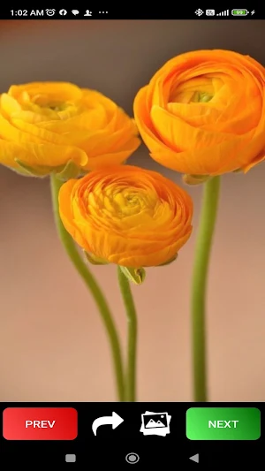 Spring Wallpapers Screenshot 2