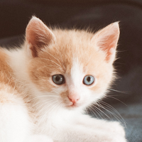 Kitten Wallpaper