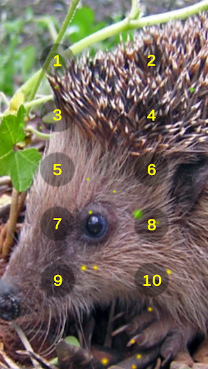 Hedgehog And Hedge Hog Sounds Screenshot 1
