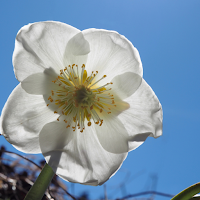 Lenten Rose Wallpaper