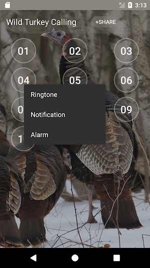 Wild Turkey Hen Calling Sounds Screenshot 1