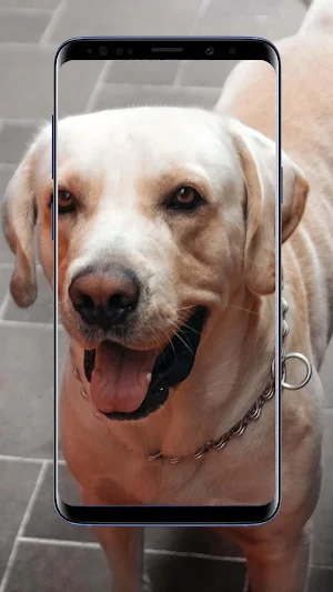 Labrador Wallpapers Screenshot 1