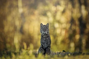 Lynx Wallpapers Screenshot 0