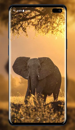 Elephant Wallpaper Screenshot 2