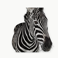 Investec Research Portal