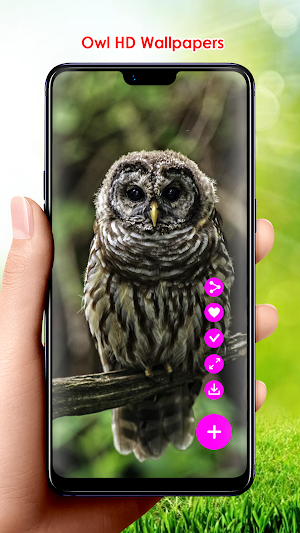 Owl HD Wallpapers Screenshot 0