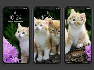 Kitten Wallpapers HD Offline Screenshot 2