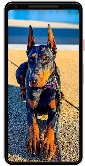 Dog Wallpapers Screenshot 0