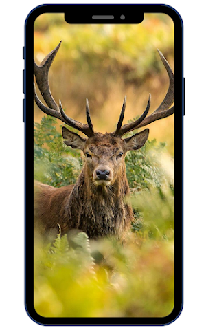 Deer Wallpaper Screenshot 3