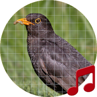 Blackbird (animal) sounds ~ Sboard.pro