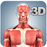 Muscle Anatomy Pro.