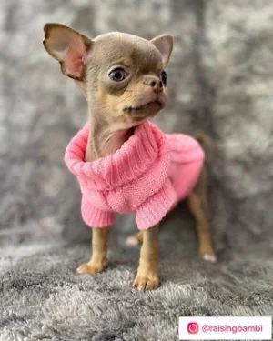 Chihuahua Dog Wallpapers Screenshot 2