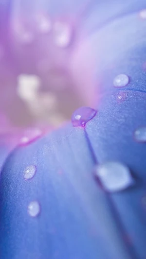 Morning Glory Wallpaper Screenshot 0