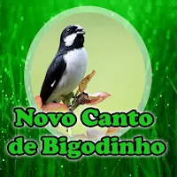 Novo Canto de Bigodinho