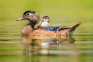 Wood Duck Wallpaper HD Screenshot 1