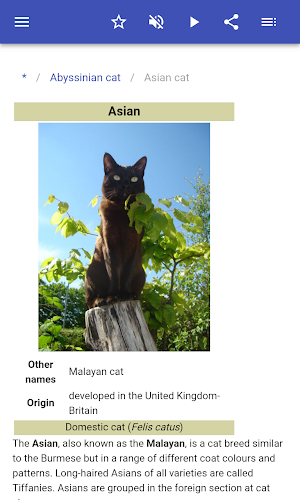 Cat breeds Screenshot 2