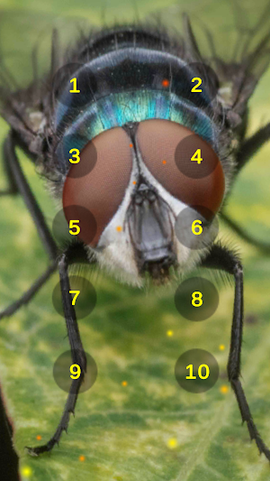 Blow Fly Flies Buzzing Sounds Screenshot 0