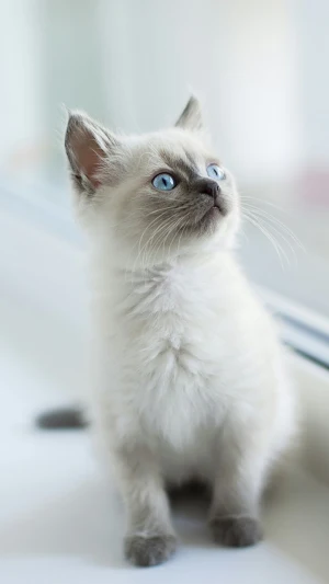 Kitten Wallpaper Screenshot 3