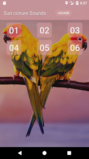 Sun conure bird sounds Screenshot 0