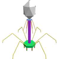 3D Bacteriophage T4 Explorer