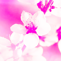 Cherry Blossom Wallpaper