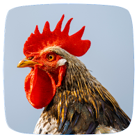 Rooster Sounds