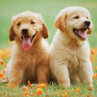 Dog Paint : Color by Number