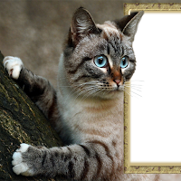 Cat And Dog Photo Frames