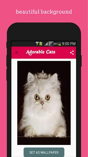 Adorable Cats wallpapers Screenshot 3