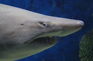 Shark wallpapers Screenshot 2