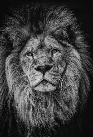 Lion Wallpapers 2022 Screenshot 1