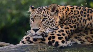 Leopard Wallpaper HD Screenshot 3
