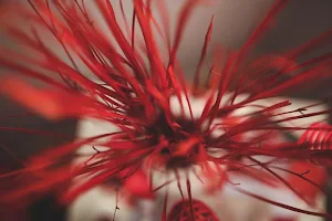 Red and backgrounds wallpapers Screenshot 3