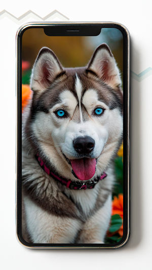 Siberian Husky HD Wallpapers Screenshot 0