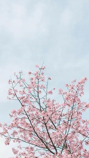 Sakura Wallpapers Screenshot 1