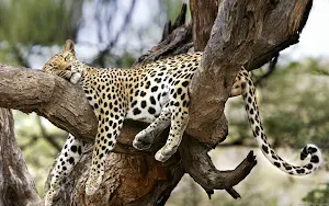 Leopard Wallpaper HD Screenshot 0