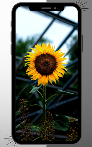 Sunflower Wallpaper Screenshot 3