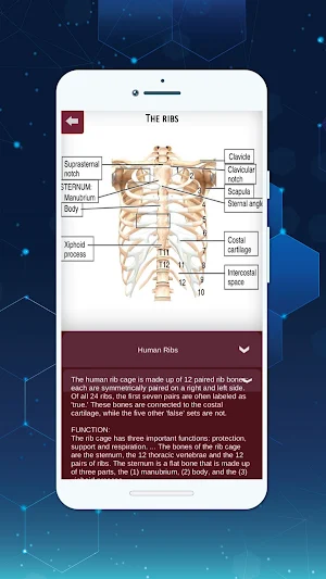 3D Female Anatomy: 3D Bones Skeleton & Organs Screenshot 1
