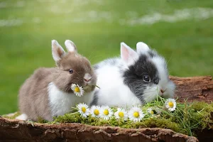 Cute rabbits wallpapers Screenshot 2
