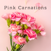 Cute Wallpaper Pink Carnations Theme