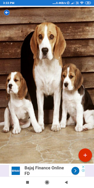 Beagle Wallpapers: HD Images, Free Pics download Screenshot 3