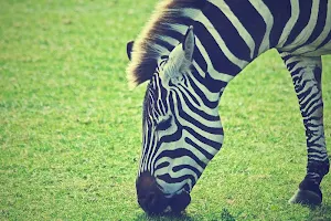 Zebra wallpapers Screenshot 0
