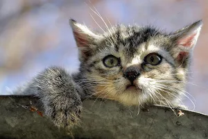 Kittens - Jigsaw Puzzles Screenshot 3