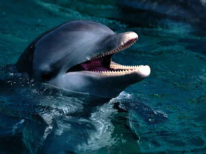 Dolphin Wallpapers Screenshot 2