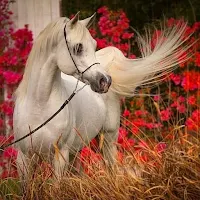 Beautiful horses