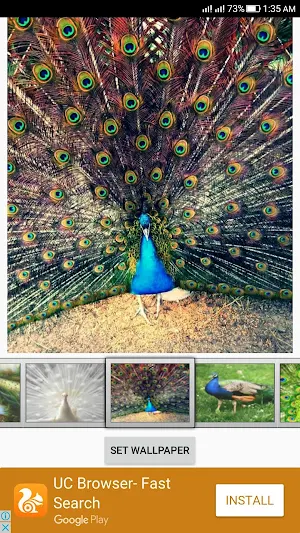 Peacock Live Wallpaper Screenshot 2