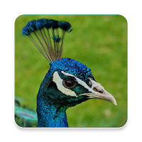 Peafowl Sound Collections ~ Sclip.app