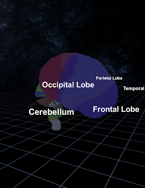 3D Developmental Neuroanatomy Screenshot 1
